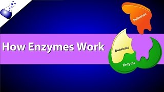 How Enzymes Work [upl. by Lilian]