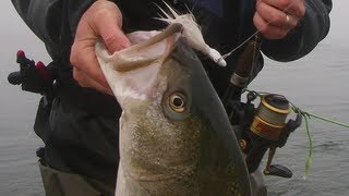 How to Bucktail Striped Bass from Bay Shorelines  Part 1 [upl. by Yerxa35]