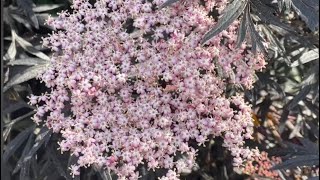 my very big Sambucus nigra Black Lace [upl. by Darrow]