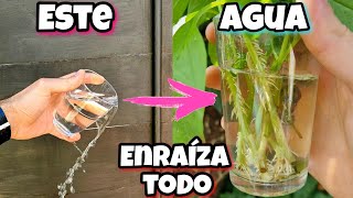 Este AGUA lo ENRAIZA TODO Enraizante para plantas árboles cítricos Ramas Frutales Esquejes [upl. by Dayir]