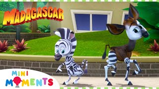 What Kind Of Animal Are You 🐎🦓  Madagascar A Little Wild  Compilation  Mini Moments [upl. by Kilbride]