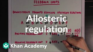 Allosteric regulation and feedback loops  Biomolecules  MCAT  Khan Academy [upl. by Omrellig]