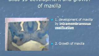 Slide 15 Development and growth of maxilla [upl. by Sasha]