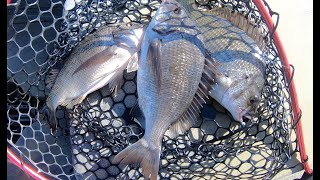 Onkaparinga River Grind  Bream Fishing [upl. by Zoldi419]