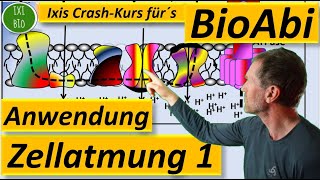 Photosynthese und Zellatmung  einfach erklärt [upl. by Latta]