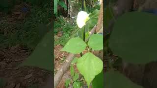 dolichos stage 9nature shortvideo [upl. by Keily727]