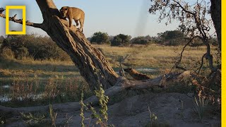 Hyenas Fight Lions For Control  Savage Kingdom [upl. by Znieh]