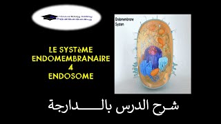 Systéme endomembranaire 4 Endosome [upl. by Kcirdes]