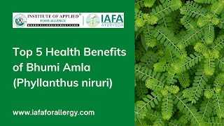 Top 5 Health Benefits of Bhumi Amla Phyllanthus niruri [upl. by Bierman]