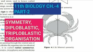 Class 11 BiologyCh4 Part2Symmetry Diploblastic amp triploblastic orgStudy with Farru [upl. by Romonda]