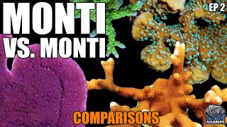 Monti vs Monti  COMPARING Montipora Corals  Capricornis Digitata Undata Encrusting amp More [upl. by Forrester]