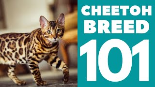 The Cheetoh Cat 101  Breed amp Personality [upl. by Ebarta]