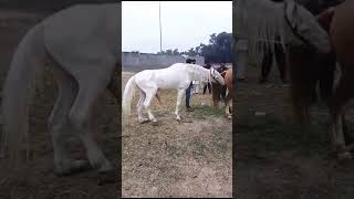 Mare mating zula sail Horse Tm farm [upl. by Eniger761]