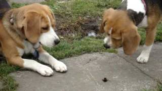 2 beagles howling at a bumble bee [upl. by Edeline]