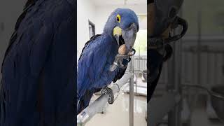 Hyacinth Macaw CRUSHES It 💥💪 Powerful Beak in Action [upl. by Kroo]