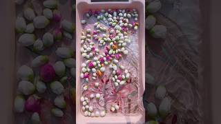 Time lapse of portulaca flowers blooming in water 🌺✨🩷 portuluca blooming shorts [upl. by Aivalf]