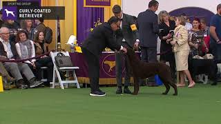 CurlyCoated Retrievers  Breed Judging 2020 [upl. by Nalloh]