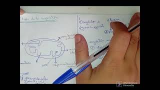 métabolisme cellulaire  catabolisme الأيض الخلوي [upl. by Kozloski]