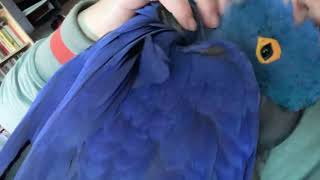 Nervous hyacinth macaw becomes cuddly [upl. by Ydneh]