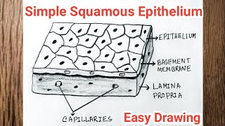 How to Draw Simple Squamous Epithelium  Squamous Epithelial Tissue Drawing [upl. by Kehoe]