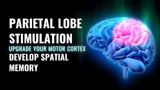 Parietal Lobe  Sensory Integration  Upgrade Your Motor Cortex  Develop Spatial Memory  Brainwave [upl. by Naujej56]