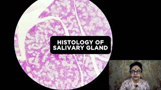 Salivary Glands Histology  Histology Slide Identification  Dr Sibani Mazumder [upl. by Enilamme]