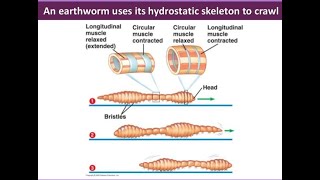 hydrostatic skeleton [upl. by Ityak358]