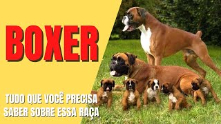 BOXER  Tudo que você precisa saber sobre essa raça GUIA COMPLETO [upl. by Ennair]