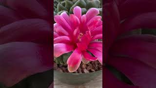 Gymnocalycium baldianum garden grow cactus [upl. by Gadmon]