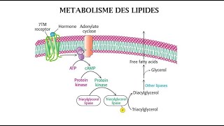 LA BIOCHIMIE métabolisme des lipides [upl. by Xenophon659]