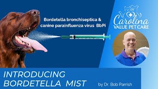 New Bordetella vaccine [upl. by Nuzzi]