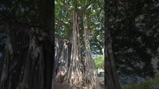 Beautiful banyan tree at Waikiki in Honolulu [upl. by Otes]