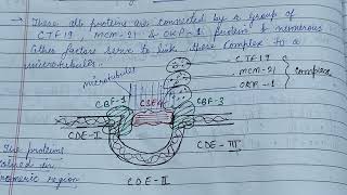 Organisation of Centromere amp Kinetochore telomerezoology zoologynotes [upl. by Jayme]