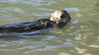 Sea Otter Using a Rock to Open Clams [upl. by Eleazar]