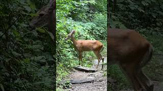 Shenandoah National Park 2024 [upl. by Allan]