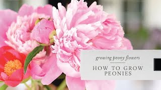 How to Grow Peonies  Growing Peonies in your Garden [upl. by Leyes]