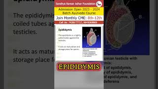 Epididymis  Sandhya Raman Adhar Foundation [upl. by Martres251]