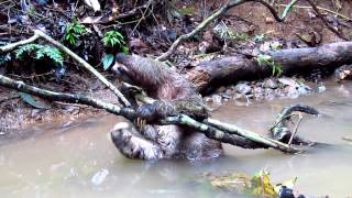 Brownthroated Threetoed Sloth rainforest bath and quick escape [upl. by Atiniuq]