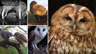 🔴 LIVE Tawny Owls🦉 Kestrels 🦅🥚  Buzzards Badgers🦡 amp More  From Ash Wood Yorkshire UK [upl. by Ahsilyt]