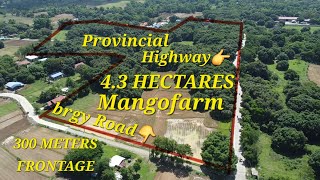 vlog 471 MANGOFARM IN POZZOROBIO PANGASINAN 43 HAS [upl. by Neyut231]