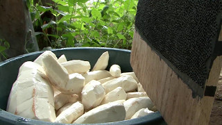 ¿Qué hacer con la yuca amarga ¡Casabe Indígenas Yekuanas nos enseñan [upl. by Eirene]