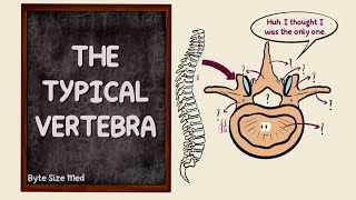 The Typical Vertebra  Parts  The Vertebral Column  Bones  Osteology  Anatomy Doodles [upl. by Eentruok]