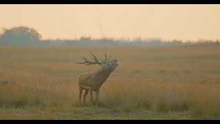 Herten Bronst Hoge Veluwe 2023 [upl. by Sansbury]