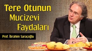 Tere Otunun Mucizevi Faydaları  Prof İbrahim Saraçoğlu [upl. by Uphemia]