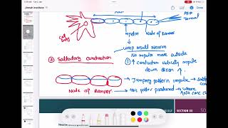 Myelin and saltatory conduction physiology neurology 17  First Aid USMLE Step 1 in UrduHindi [upl. by Ahseket]