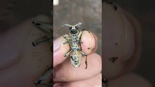 Flat faced longhorn beetle shorts insect [upl. by Rairb]