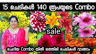 140₹ മുതൽ 25 വെറൈറ്റി ചെടികൾ കിടിലം കോംബോ ഓഫർplants forsalebig saleJasminsworld [upl. by Rosel963]