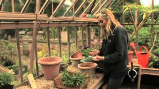 Planting bulbs in pots How to plant ahead [upl. by Ailerua440]