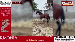 ਜਗਰਾਓਂ ਚ ਲੱਗਿਆ ਘੋੜਿਆਂ ਦਾ ਮੇਲਾ AYALI STUD FARM ਨੇ ਦਸਿਆ ਆਪਣੇ ਘੋੜਿਆਂ ਦੀਆ ਖ਼ਾਸੀਅਤ [upl. by Grae581]