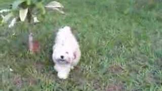 A funy video of Lhasa Apso [upl. by Adnyleb]